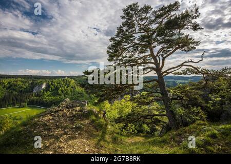 Blick von Stiegelesfelsen, bei Fridingen, Naturpark Obere Donau, Oberes Donautal, Donau, Schwäbische Alb, Baden-Württemberg, Deutschland Stockfoto