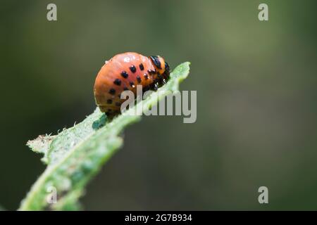 Larve des Kartoffelkäfers Colorado (Leptinotarsa decemlineata), Emsland, Niedersachsen, Deutschland Stockfoto