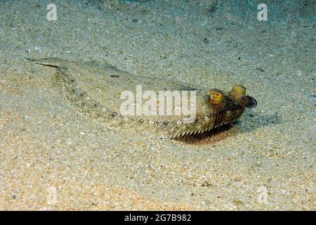 Breitäugige Flunder (Bothus podas) auf dem sandigen Meeresboden, Mittelmeer Stockfoto