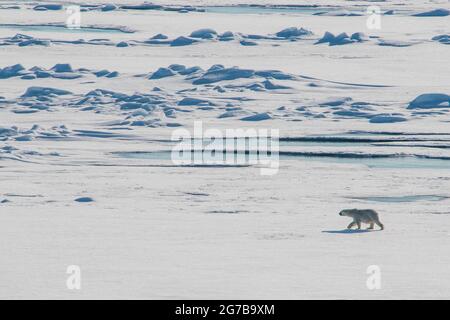 Eisbär (Ursus maritimus) in der hohen Arktis nahe dem Nordpol Stockfoto