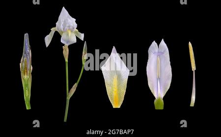 Violette Wurzel (Iris germanica 'Florentina'), Blume, Knospe, Pollenblatt, Bildtafel, Deutschland Stockfoto