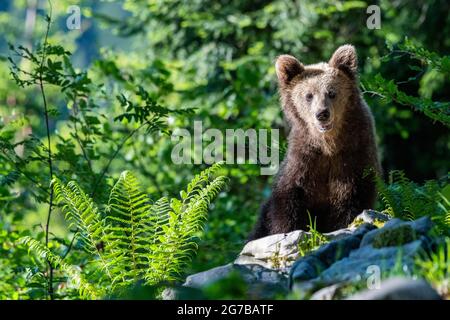 Europäischer Braunbär (Ursus arctos arctos), im Wald, Region Notranjska, Slowenien Stockfoto