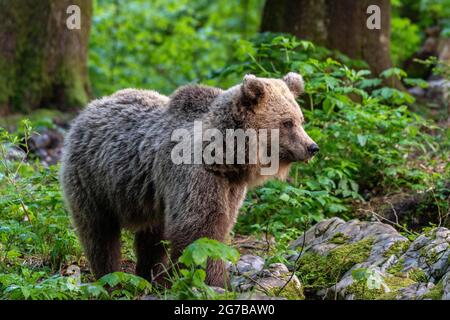 Europäischer Braunbär (Ursus arctos arctos) im Wald, Region Notranjska, Slowenien Stockfoto