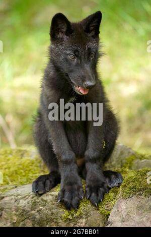 Timberwolf, amerikanischer Wolf Mackenzie Valley Wolf (Canis lupus occidentalis) Welpen sitzen auf einer Wiese, gefangen, Frankreich Stockfoto