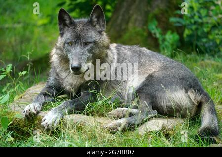 Timberwolf, amerikanischer Wolf Mackenzie Valley Wolf (Canis lupus occidentalis) liegend, gefangen, Frankreich Stockfoto