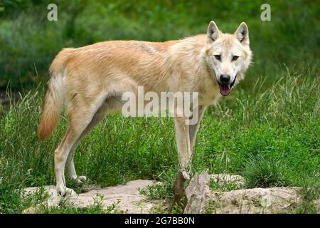 Timberwolf, amerikanischer Wolf Mackenzie Valley Wolf (Canis lupus occidentalis) stehend, gefangen, Frankreich Stockfoto