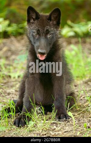 Timberwolf, amerikanischer Wolf Mackenzie Valley Wolf (Canis lupus occidentalis) Welpen sitzen auf einer Wiese, gefangen, Frankreich Stockfoto