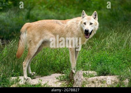 Timberwolf, amerikanischer Wolf Mackenzie Valley Wolf (Canis lupus occidentalis) stehend, gefangen, Frankreich Stockfoto