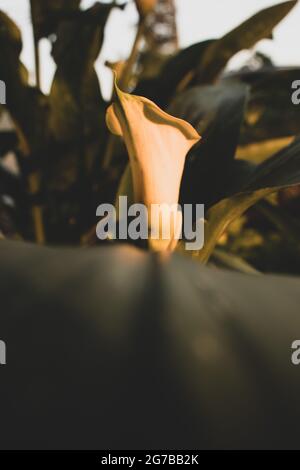 Zantedeschia aethiopica (als Calla lily und arum Lily bekannt) ist eine Pflanzenart in der Familie der Araceae Stockfoto