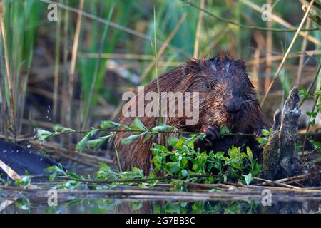 Biber Europäischer Biber (Rizinusfaser), Biberfütterung, Naturpark Peenental River Landscape, Mecklenburg-Vorpommern, Deutschland Stockfoto