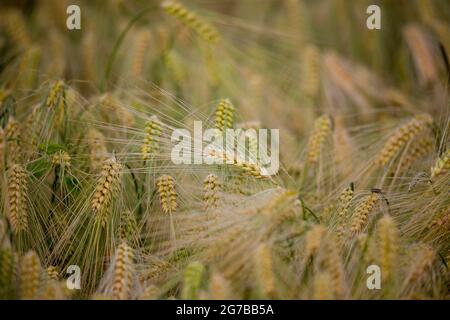 Gerstenohr (Hordeum vulgare) mit Tautropfen, Ingerkingen, Baden-Württemberg, Deutschland Stockfoto