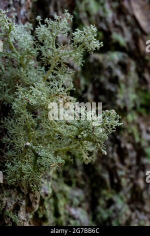 Globe Ball Lichen, Sphaerophorus globosus, auf einem alten Nadelbaumstamm entlang des Skookum Flats Trail, Mount Baker-Snoqualmie National Forest, war Stockfoto