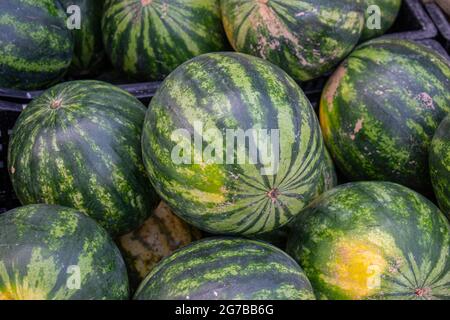 Nahaufnahme von Mini-Wassermelonen auf dem Bauernmarkt. Stockfoto