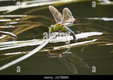 Southern Hawker (Aeshna cyanea), Weibchen, Legeeier, Hessen, Deutschland Stockfoto