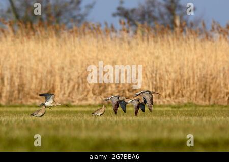 Eurasische Curlew (Numenius arquata), Fluggruppe, Naturpark Peenental River Landscape, Mecklenburg-Vorpommern, Deutschland Stockfoto