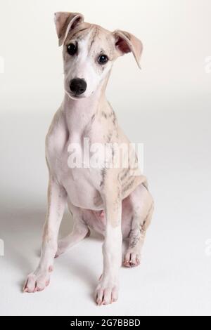 Whippet, Welpe, Rüde, 12 Wochen Stockfoto