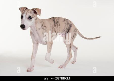 Whippet, Welpe, Rüde, 12 Wochen Stockfoto