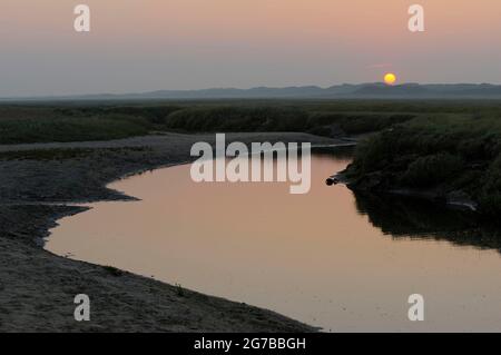 Gezeitenbach in Salzsumpf, Naturschutzgebiet De Slufter, Insel Texel, Nordholland, Niederlande Stockfoto