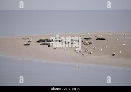 Seehunde (Phoca vitulina) und Kegelrobben (Halichoerus grypus), auf Sandbank bei Ebbe, Texel-Insel, Nordholland, Niederlande Stockfoto