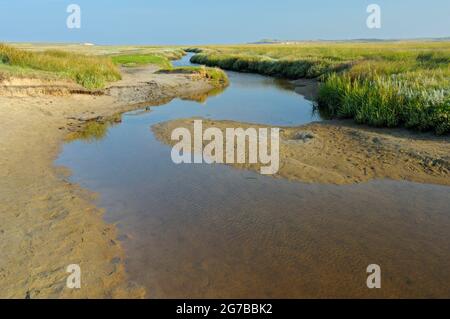 Gezeitenbach in Salzsumpf, Naturschutzgebiet De Slufter, Insel Texel, Nordholland, Niederlande Stockfoto