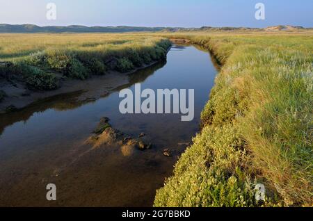 Gezeitenbach in Salzsumpf, Naturschutzgebiet De Slufter, Insel Texel, Nordholland, Niederlande Stockfoto