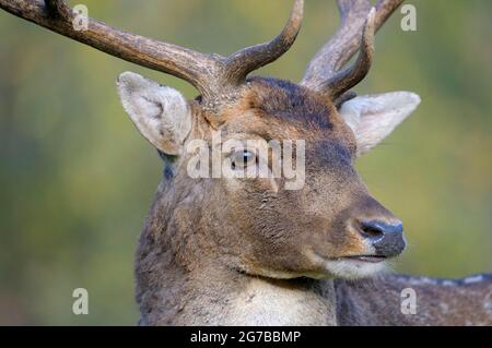 Damhirsch (Dama Dama), Männlich Stockfoto