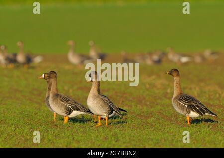 Bohnengänse, Tundra-Bohnengänse und Großgänse (Anser albifrons), Dezember, Niederrhein, Nordrhein-Westfalen (Anser fabalis Stockfoto