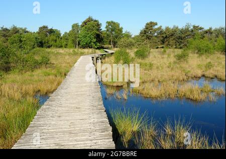 Groote Peel Nationalpark, Knueppelweg im Moor, Mai, Provinz Limburg, Niederlande Stockfoto