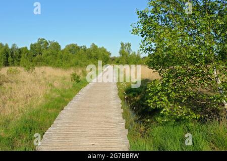 Groote Peel Nationalpark, Knueppelweg im Moor, Mai, Provinz Limburg, Niederlande Stockfoto