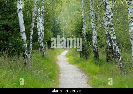 Weg durch Birkenwald im Moor, August, NSG Kendlmühlfilzn, Grassau, Chiemgau, Bayern, Deutschland Stockfoto