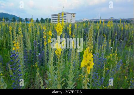 Großblütige, dicht blühende Königskerze (Verbascum densiflorum) und Viper's bugloss (Echium vulgare), Industriebrache, Juli, Oberhausen, Ruhr Stockfoto