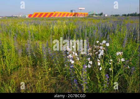 White campion und Viper's bugloss (Echium vulgare), Industriebrache, Juni, Oberhausen, Ruhrgebiet, Nordrhein-Westfalen (Melandrium-Album) Stockfoto