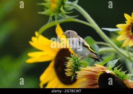 Goldfinch, Jungvögel, auf Sonnenblumen, September, Oberhausen, Nordrhein-Westfalen, Deutschland Stockfoto