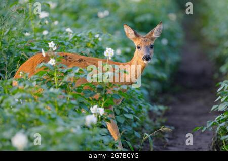 Rehe, am frühen Morgen auf dem Kartoffelfeld, August, NSG Dingdener Heide, Nordrhein-Westfalen, Deutschland Stockfoto