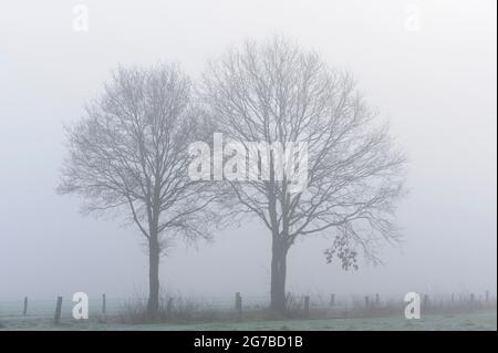 Bäume im Morgennebel, mit Reif, Januar, NSG Dingdener Heide, Nordrhein-Westfalen, Deutschland Stockfoto