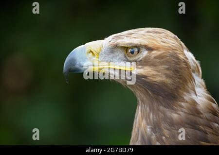 Östlicher Kaiseradler, Porträt, April, gefangen, Deutschland Stockfoto