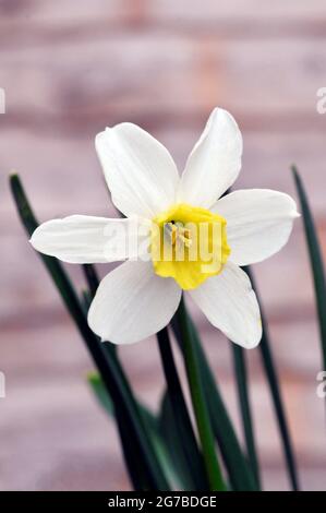 Nahaufnahme von Narcissus Jack Snipe im Frühjahr Narcissus Jack Snipe ist weiß und gelb eine Division 6 Cyclamineus perennial daffodil, die sich verklumpt bildet Stockfoto