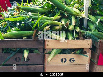 Ähre aus Mais stapelten sich in einer Kiste, die zum Verkauf auf dem Bauernmarkt ausgestellt wurde. Stockfoto