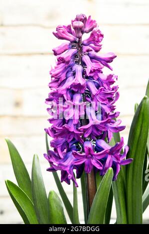 Hyazinth Purple Sensation eine Hyazinth orientalis Sorte, die eine frühlingsblühende Birne ist, ist mehrjährig und völlig winterhart Stockfoto