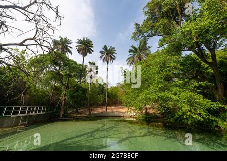 Türkisfarbene Wikki-Quellen, Yankari-Nationalpark, Ostnigeria Stockfoto