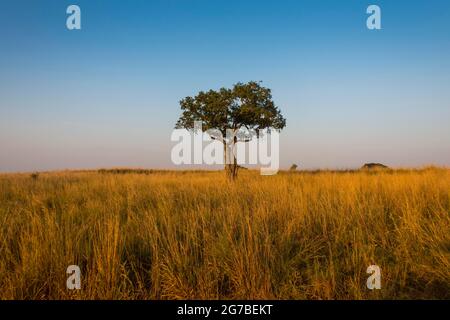 Einsamer Baum in der Savannah des Murchison Falls National Park, Uganda, Afrika Stockfoto