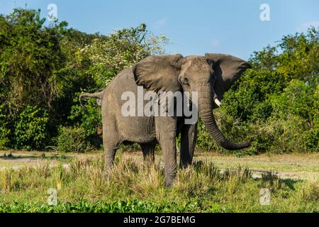 Afrikanischer Elefant (Loxodonta africana), Murchison Falls Nationalpark, Uganda, Afrika Stockfoto