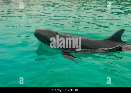Kurzflossentaucher (Globicephala macrorhynchus), Ocean Expo Park, Okinawa, Japan Stockfoto