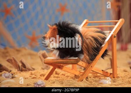 Angora-Meerschweinchen, schildpatt weiß, Liegestuhl Stockfoto