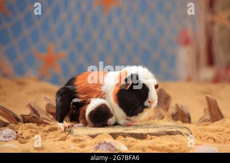 Englisch Crested Meerschweinchen, schildpatt-weiß, und Kätzchen, crested Meerschweinchen Stockfoto