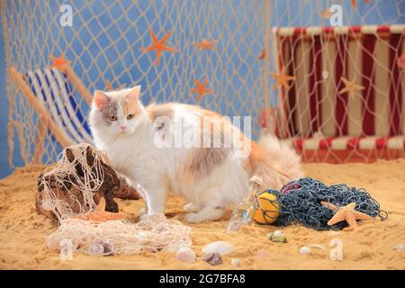 Britische Langhaarkatze, Flieder-schildpatt-weiß, Highlander, Lowlander, Britanica, BLH Stockfoto