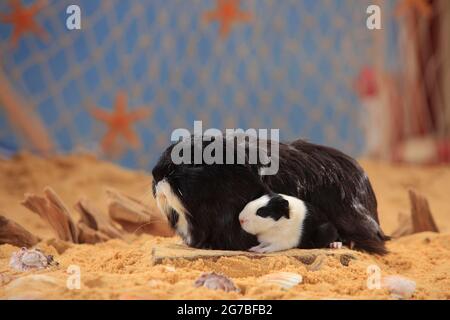 Sheltie Meerschweinchen, schwarz und weiß mit Kätzchen, peruanische Seide Stockfoto