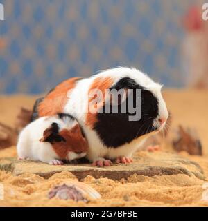 Englisch Crested Meerschweinchen, schildpatt-weiß, und Kätzchen, crested Meerschweinchen Stockfoto