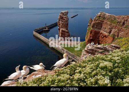 Brütende Tölpel (Morus bassanus), rote Sandsteinfelsen vor lange Anna und der Nordsee, Helgoland, Schleswig-Holstein, Deutschland Stockfoto