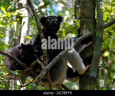 Lemur (Indri indri) mit jungen Menschen im Regenwald von Analamazaotra, im östlichen Hochland Madagaskars Stockfoto